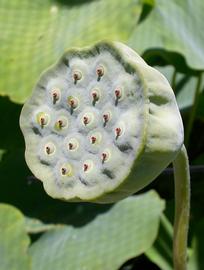   Nelumbo nucifera  fruit; photo: S.L. Winterton 