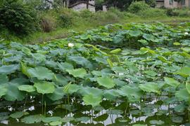   Nelumbo nucifera , emersed; photo: S.L. Winterton 