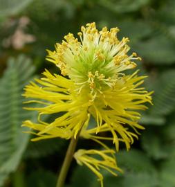   Neptunia oleracea  inflorescence; photo: S.L. Winterton 