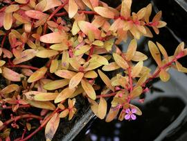   Nesaea pedicellata  #39;Golden#39;, emersed; photo: S.L. Winterton 