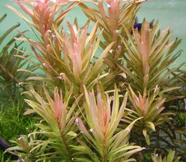   Nesaea pedicellata  #39;Golden#39;, submersed; photo: S.L. Winterton 