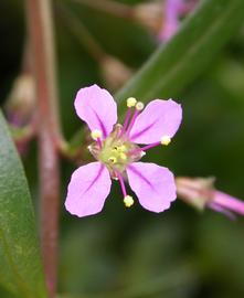   Nesaea pedicellata  flower; photo: S.L. Winterton 