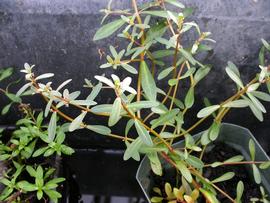   Nesaea pedicellata , emersed; photo: S.L. Winterton 