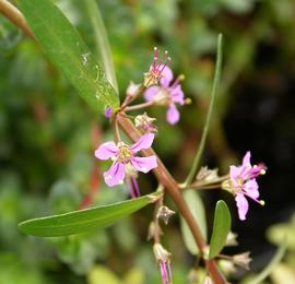   Nesaea pedicellata  inflorescence; photo: S.L. Winterton 