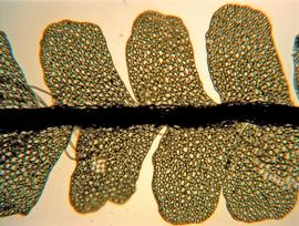   Notoscyphus lutescens  leaf; photo: copy; John E. Braggins 