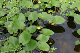   Nuphar lutea , emersed; photo: S.L. Winterton 