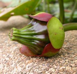   Nuphar pumila  fruit; photo: S.L. Winterton 