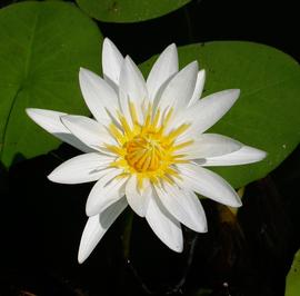   Nymphaea  sp. flower; photo: S.L. Winterton 