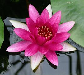   Nymphaea  sp. flower; photo: S.L. Winterton 