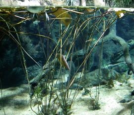   Nymphaea  sp., submersed; photo: S.L. Winterton 