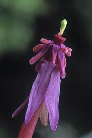   Nymphaea purpurea  flower; photo copy; E. Chuah 