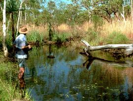  Nymphaea purpurea , habitat in northern Australia; photo copy; D. Wilson