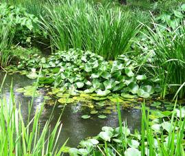   Nymphaea tetragona , emersed; photo: S.L. Winterton 