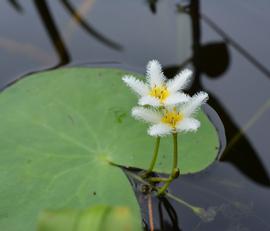   Nymphoides indica  inflorescence; photo: S.L. Winterton 