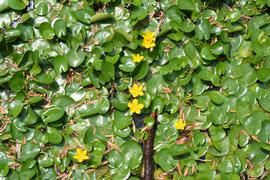   Nymphoides peltata , emersed; photo: S.L. Winterton 