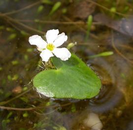   Nymphoides spongiosa , emersed; photo: S.L. Winterton 