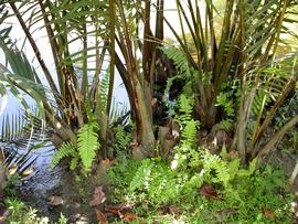   Nypa fruticans , emersed base; photo: S.L. Winterton 