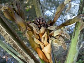   Nypa fruticans  inflorescence; photo: S.L. Winterton 