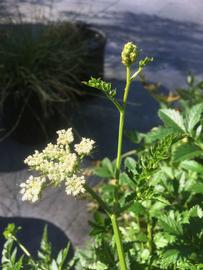   Oenanthe javanica  inflorescence; photo: S.L. Winterton 