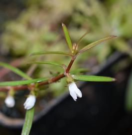   Oldenlandia  sp. flower; photo: S.L. Winterton 