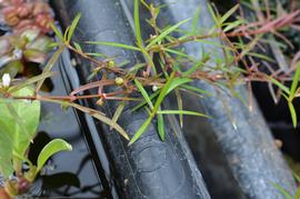   Oldenlandia  sp., emersed; photo: S.L. Winterton 