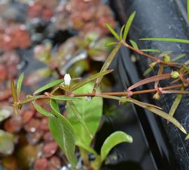   Oldenlandia  sp. leaves; photo: S.L. Winterton 