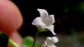   Oldenlandia   salzmannii  flower; photo copy; Alex Popovkin 