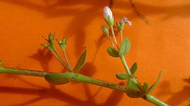   Oldenlandia   salzmannii  inflorescence; photo copy; Alex Popovkin 