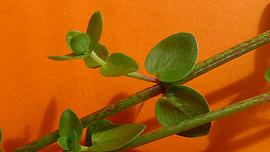   Oldenlandia   salzmannii  leaves; photo copy; Alex Popovkin 