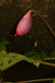   Ooia glans  inflorescence (spathe); photo copy; S.Y. Wong amp; P.C. Boyce 