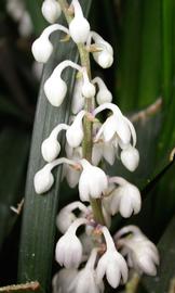   Ophiopogon  sp. inflorescence; photo: S.L. Winterton 