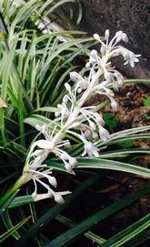   Ophiopogon jaburan  inflorescence; photo: S.L. Winterton 