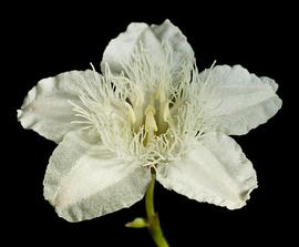   Ornduffia albiflora  flower; photo copy; Kevin Thiele 