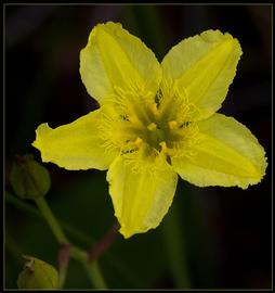   Ornduffia reniformis  flower; photo copy; Bill Higham 