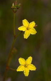   Ornduffia reniformis  flowers; photo copy; Chris Clarke 