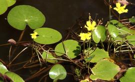   Ornduffia reniformis , emersed; photo copy; Russell Best 