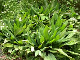   Orontium aquaticum , emersed; photo: S.L. Winterton 