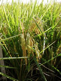   Oryza sativa  inflorescence; photo: S.L. Winterton 