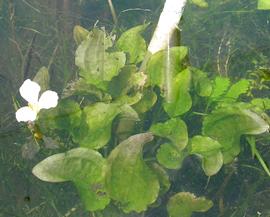   Ottelia alismoides , submersed; photo: S.L. Winterton 