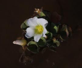   Oxalis natans  floating leaves and flower; photo copy; Tony Rebelo 