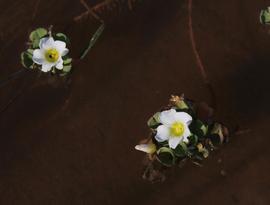   Oxalis natans , floating leaves and flowers; photo copy; Tony Rebelo 