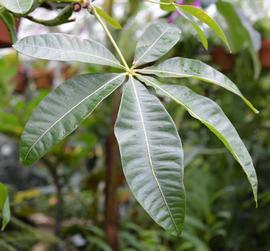   Pachira aquatica  leaf; photo: S.L. Winterton 