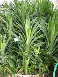   Pandanus amarylifolius ; photo: S.L. Winterton 