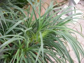   Pandanus amarylifolius  leaves; photo: S.L. Winterton 