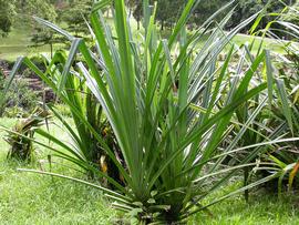   Pandanus amarylifolius ; photo: S.L. Winterton 