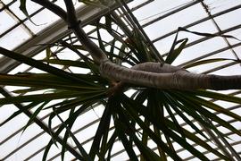   Pandanus balfourii ; photo: S.L. Winterton 