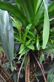   Pandanus dubius ; photo: S.L. Winterton 