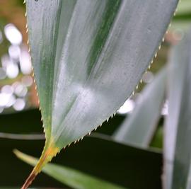   Pandanus tectorius  leaf; photo: S.L. Winterton 