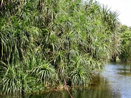   Pandanus  sp., emersed (large plants); photo: S.L. Winterton 