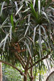   Pandanus microcarpus ; photo: S.L. Winterton 